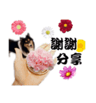 Cute sheltie2シェットランド シープドッグ（個別スタンプ：38）