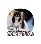 Cute sheltie2シェットランド シープドッグ（個別スタンプ：39）