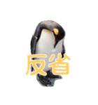 明瞭簡潔（個別スタンプ：11）