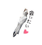 明瞭簡潔（個別スタンプ：16）