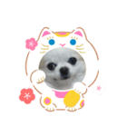 チワワ プリちゃん（個別スタンプ：3）