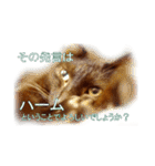わかる人は絶対に使う(ボーイスカウト編)（個別スタンプ：9）