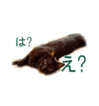 わかる人は絶対に使う(ボーイスカウト編)（個別スタンプ：10）