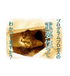 わかる人は絶対に使う(ボーイスカウト編)（個別スタンプ：11）