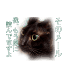 わかる人は絶対に使う(ボーイスカウト編)（個別スタンプ：12）
