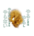 わかる人は絶対に使う(ボーイスカウト編)（個別スタンプ：13）