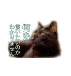 わかる人は絶対に使う(ボーイスカウト編)（個別スタンプ：15）