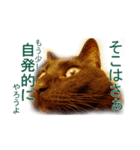 わかる人は絶対に使う(ボーイスカウト編)（個別スタンプ：18）