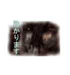 わかる人は絶対に使う(ボーイスカウト編)（個別スタンプ：19）