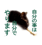わかる人は絶対に使う(ボーイスカウト編)（個別スタンプ：20）