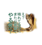 わかる人は絶対に使う(ボーイスカウト編)（個別スタンプ：22）