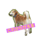 柴犬の豆太郎（個別スタンプ：2）