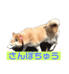 柴犬の豆太郎（個別スタンプ：3）