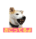 柴犬の豆太郎（個別スタンプ：4）