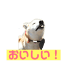 柴犬の豆太郎（個別スタンプ：5）