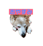 柴犬の豆太郎（個別スタンプ：6）