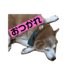 柴犬の豆太郎（個別スタンプ：7）