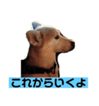 柴犬の豆太郎（個別スタンプ：8）