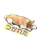 柴犬の豆太郎（個別スタンプ：9）