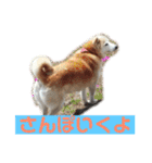 柴犬の豆太郎（個別スタンプ：10）