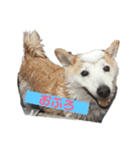 柴犬の豆太郎（個別スタンプ：11）