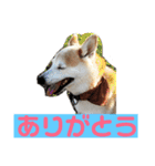 柴犬の豆太郎（個別スタンプ：13）