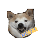 柴犬の豆太郎（個別スタンプ：14）