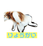 柴犬の豆太郎（個別スタンプ：15）