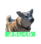 柴犬の豆太郎（個別スタンプ：16）