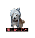 柴犬の豆太郎（個別スタンプ：18）