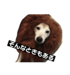 柴犬の豆太郎（個別スタンプ：21）
