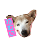 柴犬の豆太郎（個別スタンプ：22）