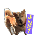 柴犬の豆太郎（個別スタンプ：23）
