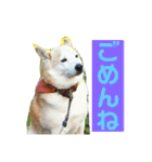 柴犬の豆太郎（個別スタンプ：27）