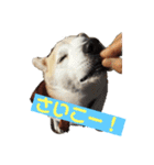 柴犬の豆太郎（個別スタンプ：28）