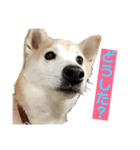 柴犬の豆太郎（個別スタンプ：29）