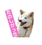 柴犬の豆太郎（個別スタンプ：30）