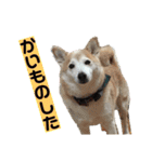 柴犬の豆太郎（個別スタンプ：31）