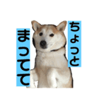 柴犬の豆太郎（個別スタンプ：32）