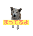柴犬の豆太郎（個別スタンプ：34）
