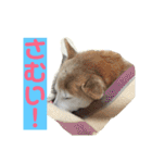 柴犬の豆太郎（個別スタンプ：35）