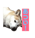 柴犬の豆太郎（個別スタンプ：36）