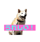 柴犬の豆太郎（個別スタンプ：37）