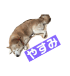 柴犬の豆太郎（個別スタンプ：38）