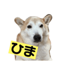 柴犬の豆太郎（個別スタンプ：39）