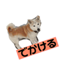 柴犬の豆太郎（個別スタンプ：40）