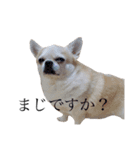 ウィンキー（個別スタンプ：15）