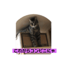 うめたんの一言2（個別スタンプ：6）