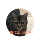 うめたんの一言2（個別スタンプ：7）