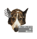 我が家の愛犬。名前は「すもも」よろしくね（個別スタンプ：2）